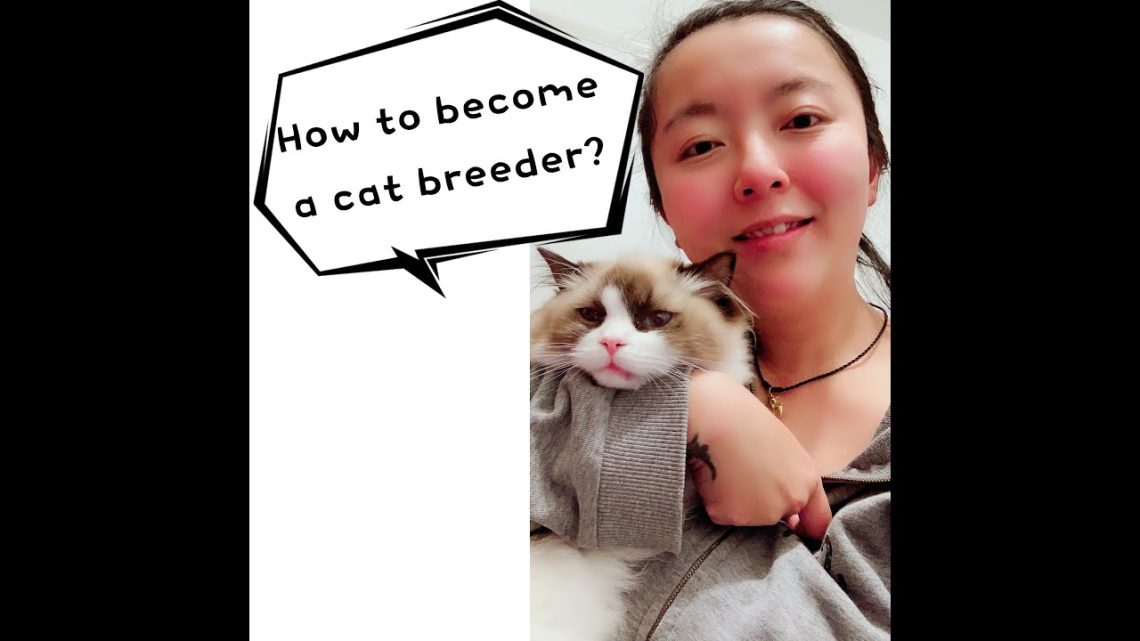 How to become a cat breeder