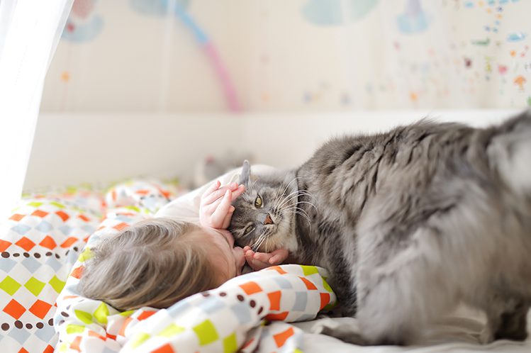 How to befriend a cat with a child