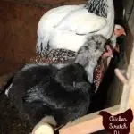 How to build a perch for chickens yourself: standard and original designs