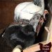 Quail pharaoh: features of keeping and breeding this meat breed