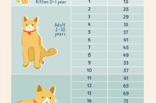 How to calculate the age of a cat by human standards