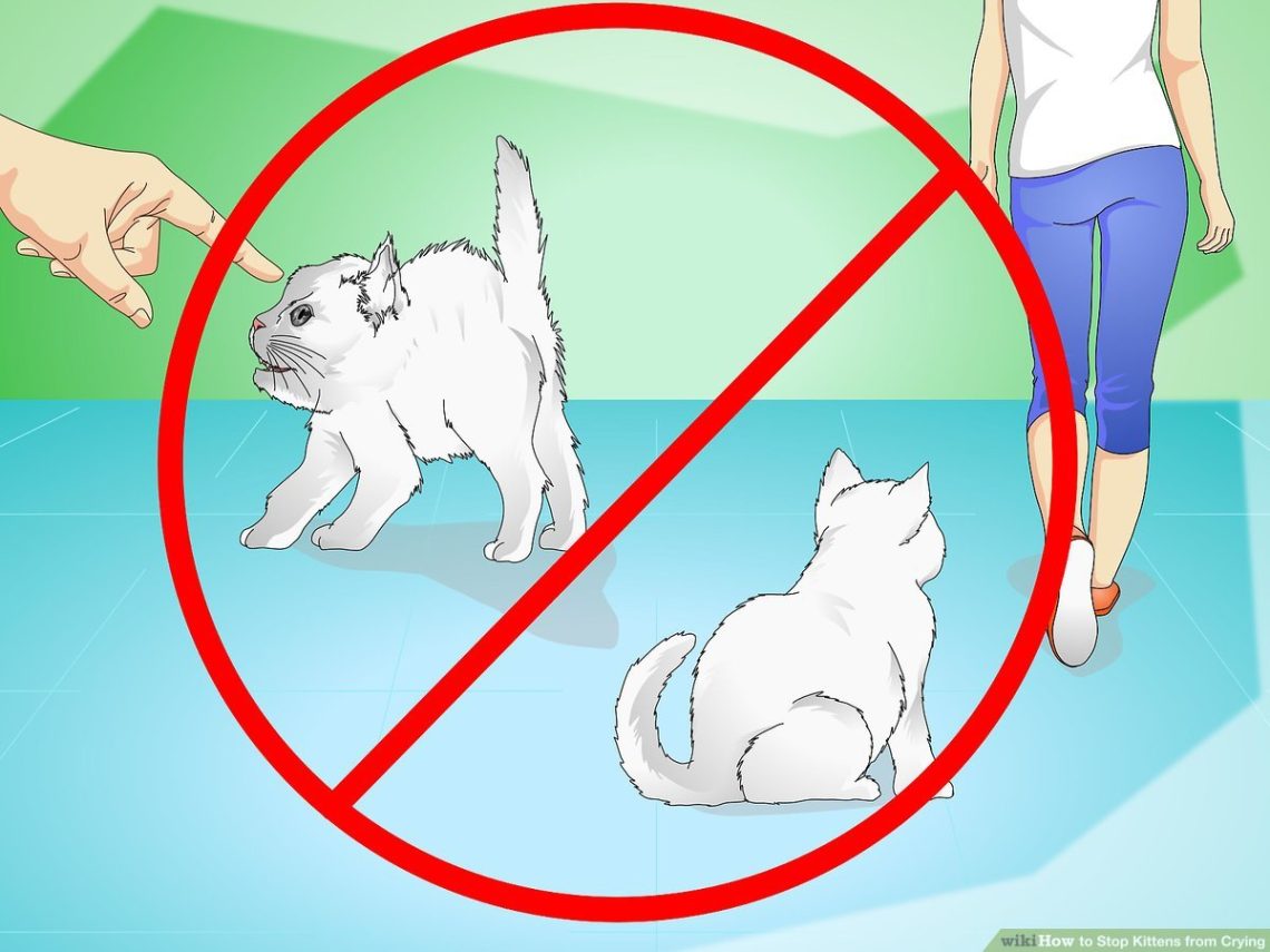 How to calm a kitten when it meows