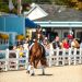 ​Preparing a horse for work in hippotherapy and LVE