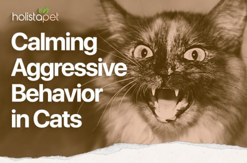 How to calm an aggressive cat How to calm a cat with aggressive behavior