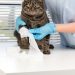 Excess weight in a cat: what diseases it leads to and how to deal with it