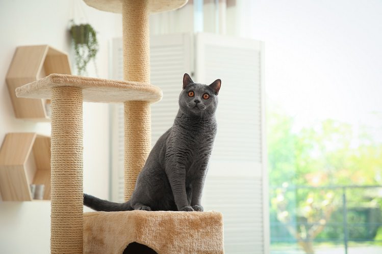 How to care for a cat at home. 8 main procedures