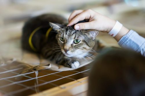 How to care for a cat from a shelter?