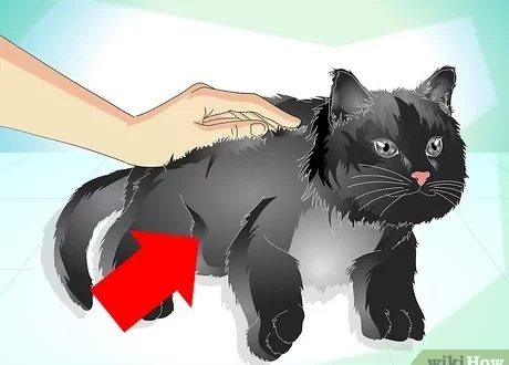 How to care for a cat&#8217;s coat: a complete FAQ