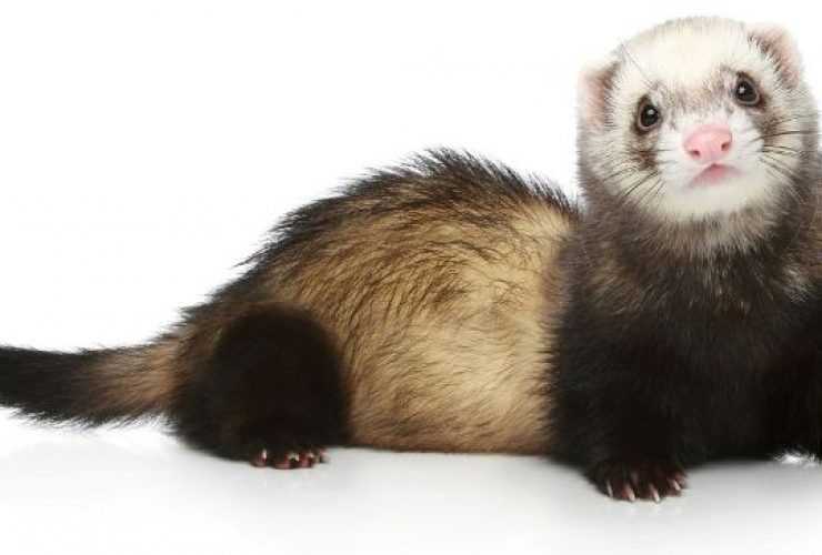 How to care for a ferret: tips, tricks and types of food