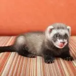 How to care for a ferret: tips, tricks and types of food