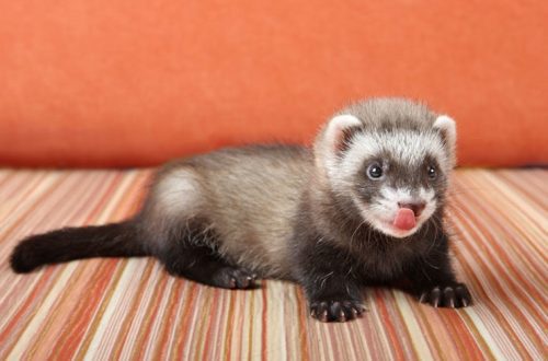 How to care for a ferret: tips, tricks and types of food