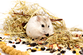 How to care for a hamster at home: rules and conditions of detention