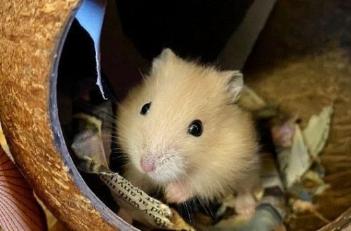 Cumu a cura di un hamster in casa: regule è cundizioni di detenzione