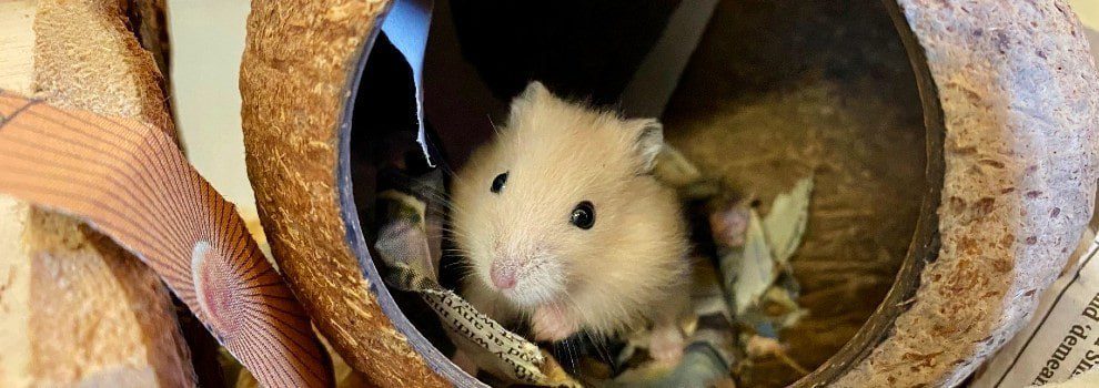 How to care for a hamster at home: rules and conditions of detention