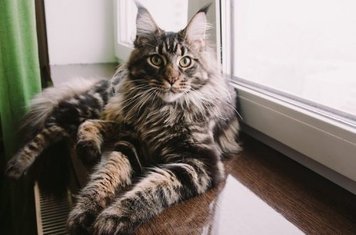 How to care for a Maine Coon