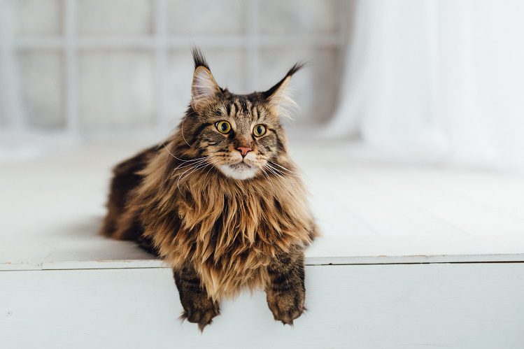 How to care for a Maine Coon