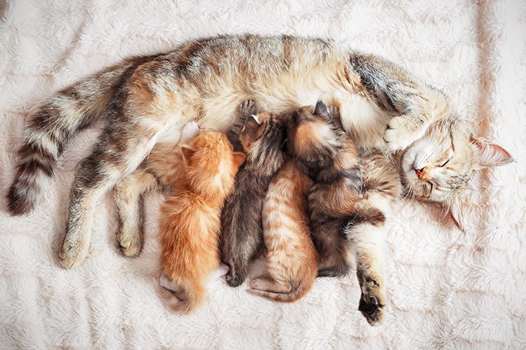 How to care for a newborn kitten?