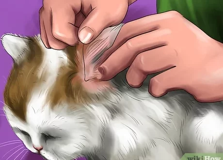 How to care for a Turkish Angora cat