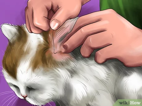 How to care for a Turkish Angora cat