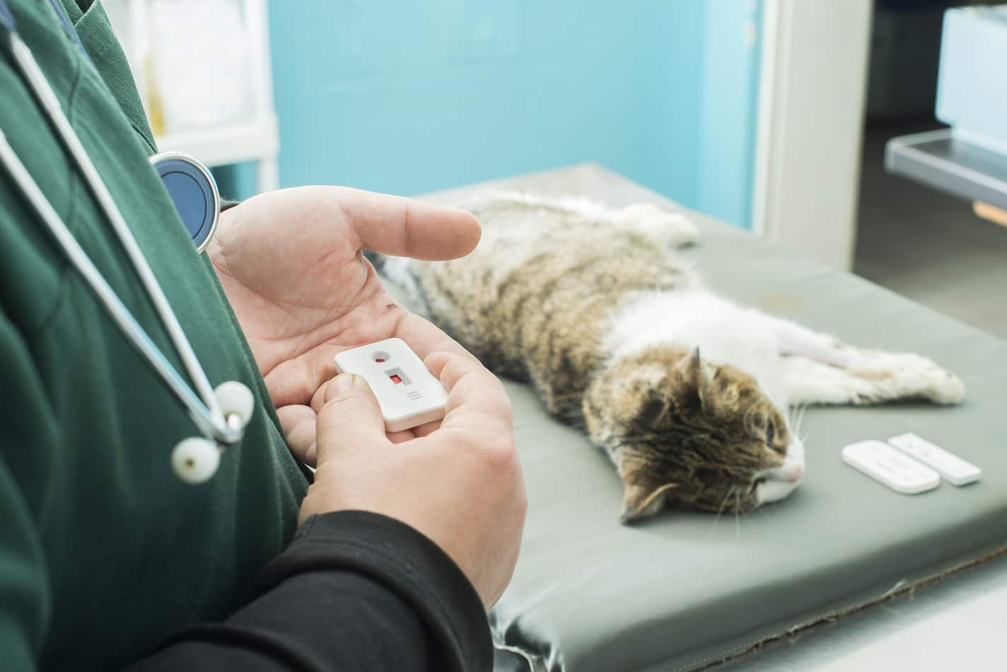 How to care for an old cat: preventive examinations and blood tests