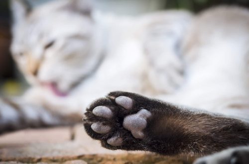 How to care for cat paw pads