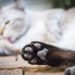 Preventive measures to keep your cat healthy