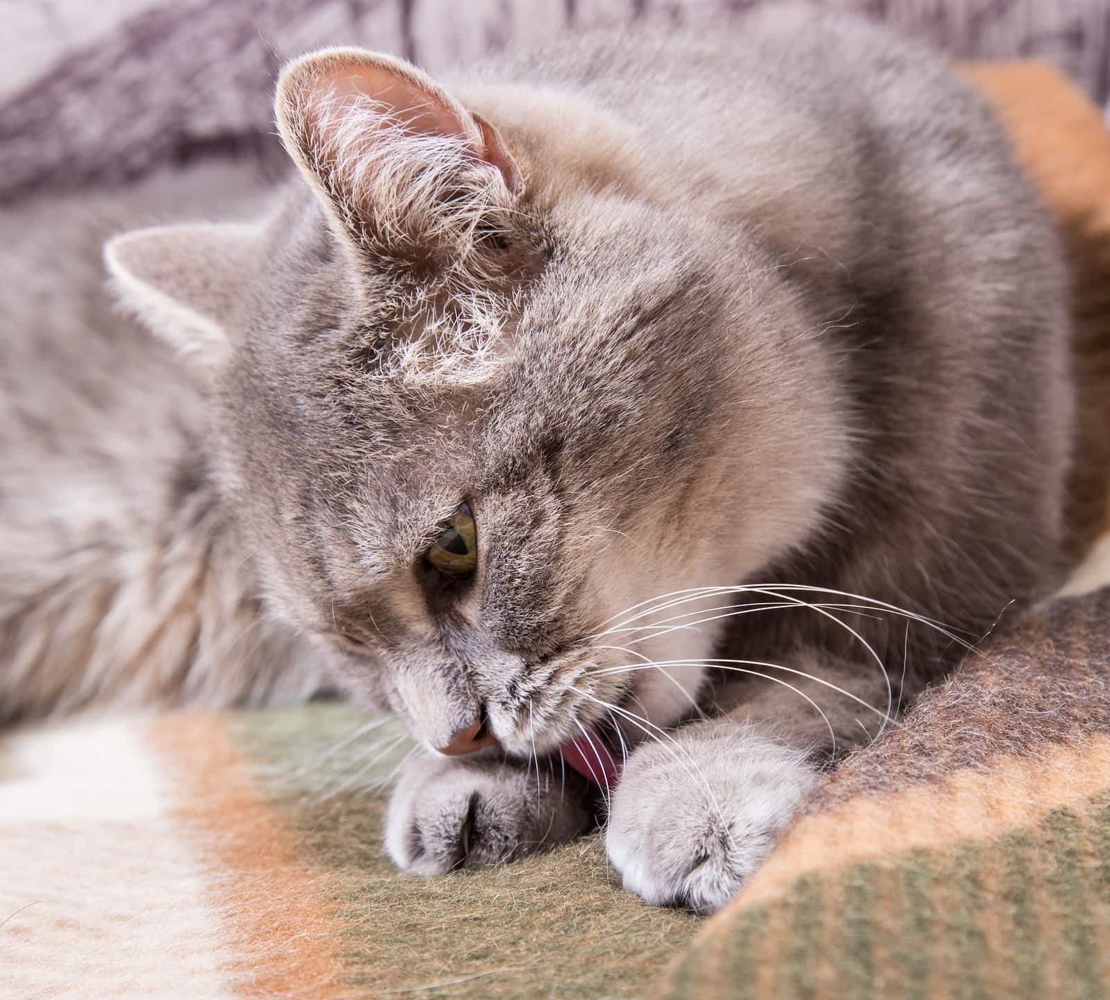 How to care for cat paw pads