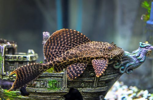 How to care for catfish in an aquarium?
