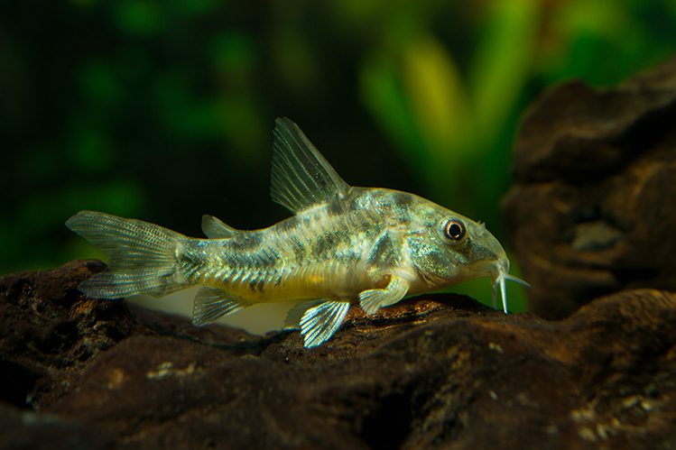 How to care for catfish in an aquarium?