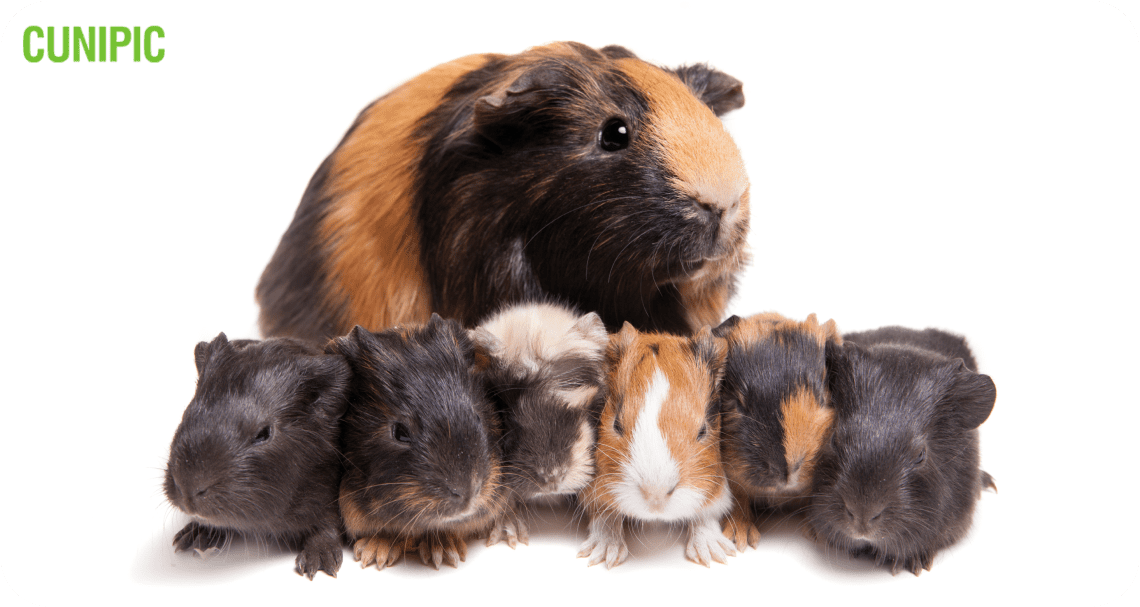 How to care for guinea pig offspring