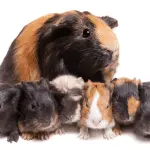 How to care for guinea pig offspring