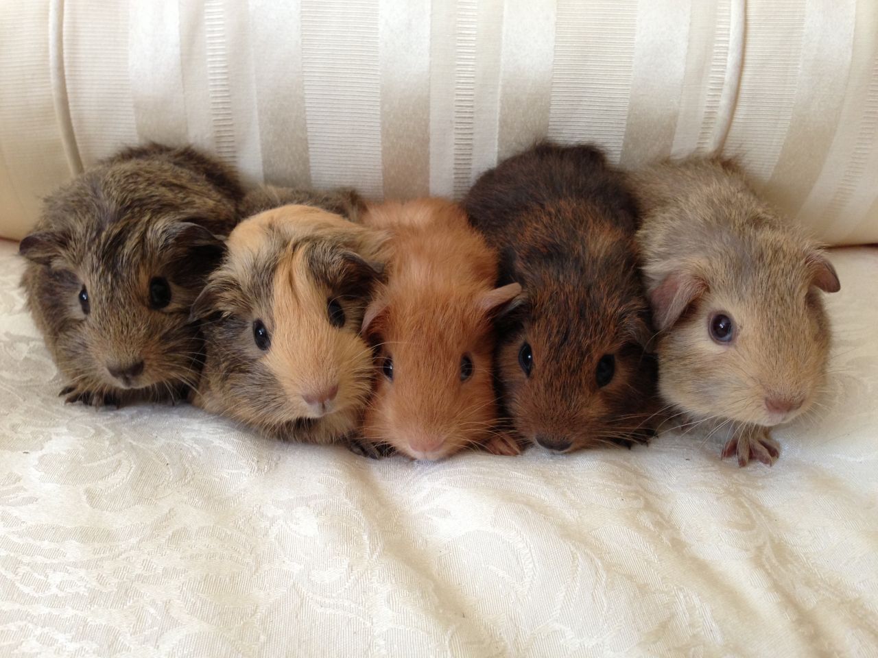 How to care for guinea pig offspring