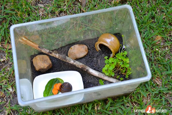 How to care for, how to feed snails at home and easy care for snails