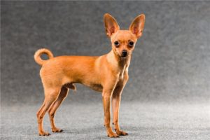 How to carry out the first mating of a toy terrier