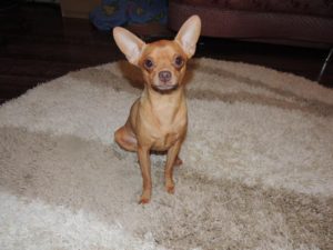 How to carry out the first mating of a toy terrier
