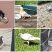 Pigeons and their little chicks: what the cubs look like photo