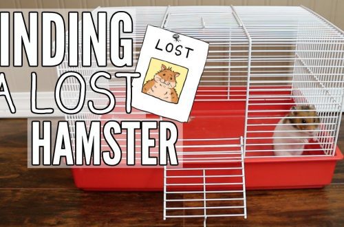 How to catch a hamster in the apartment if he ran away