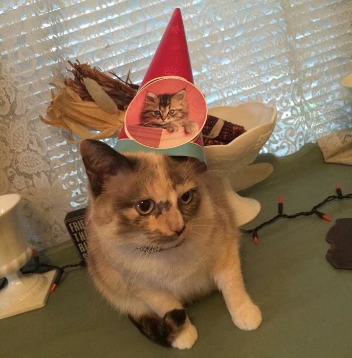 How to celebrate a cats birthday