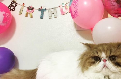 How to celebrate a cat&#8217;s birthday