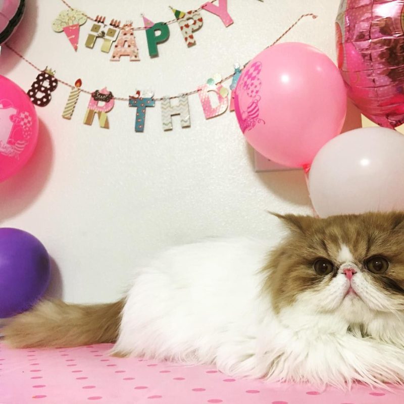 How to celebrate a cat&#8217;s birthday