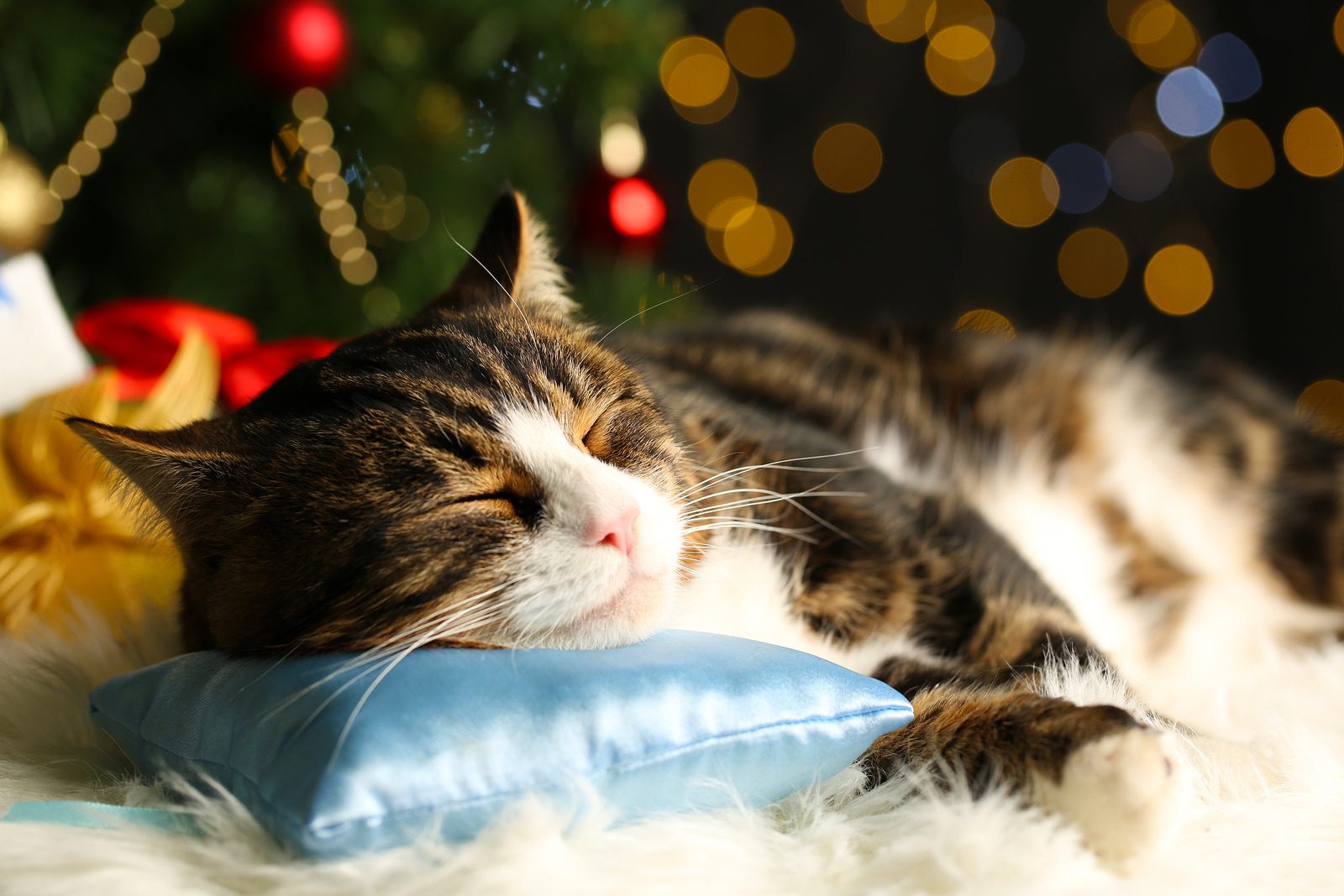 How to celebrate holidays if the cat is afraid of noise