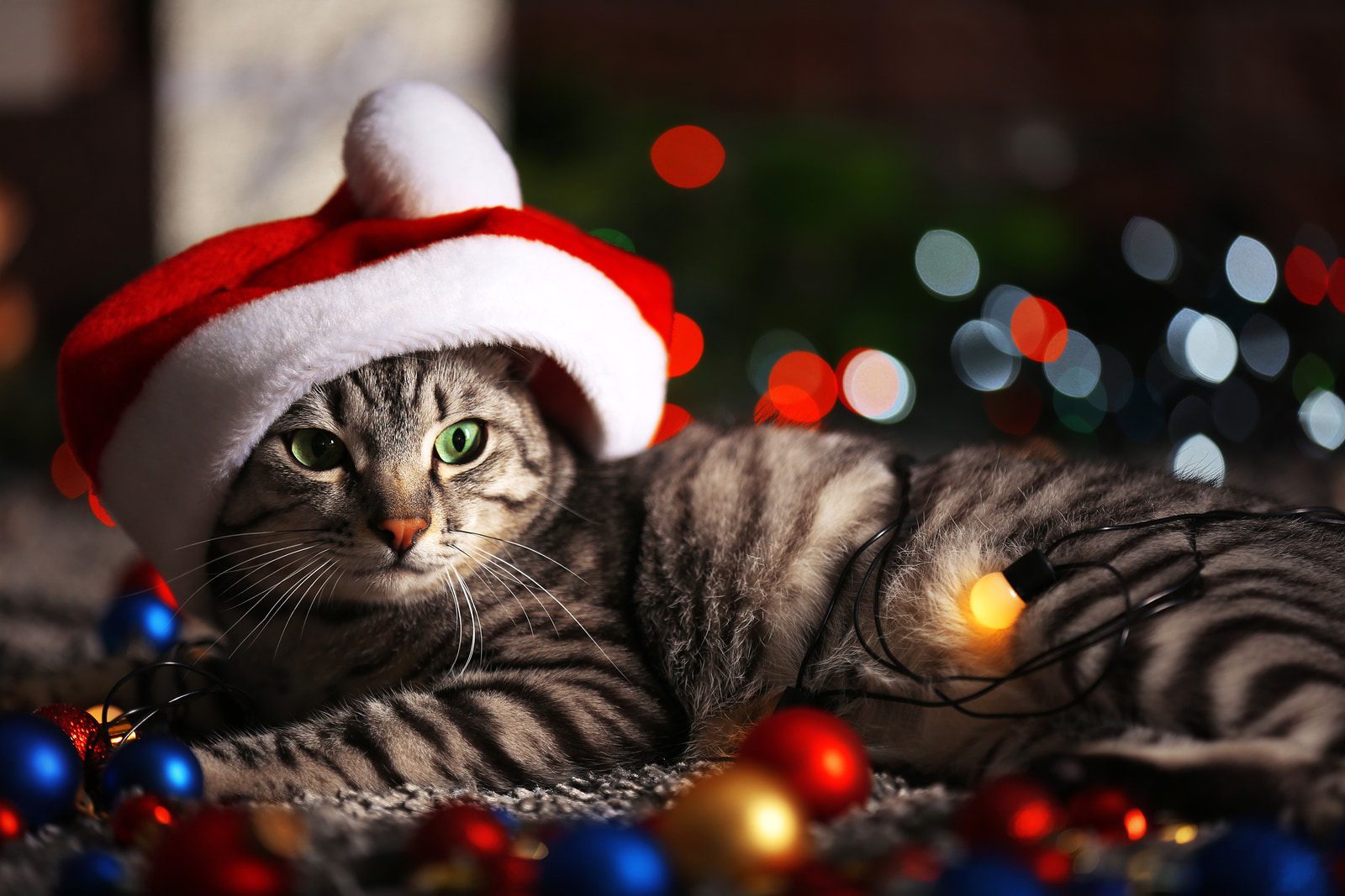 How to celebrate holidays if the cat is afraid of noise
