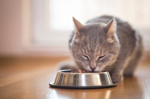 Kako odabrati zdjelu za mačku?