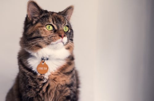 How to choose a collar for a cat