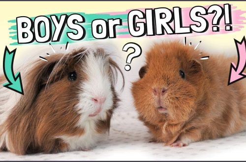 How to choose a guinea pig: choose between a boy and a girl, breed