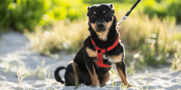 How to choose a leash for a dog, choose a collar and harness