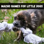 How to choose a name for a Chihuahua boy, interesting ideas for choosing Chihuahua nicknames and the best examples