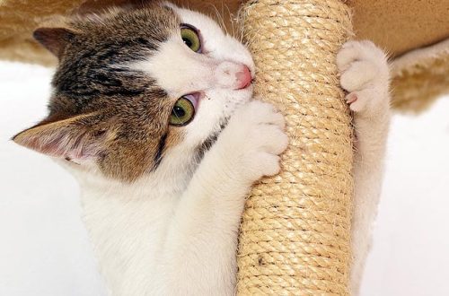 How to choose a scratching post for a cat?