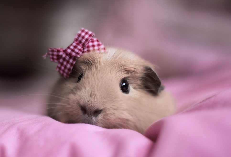 How to choose an original name for a guinea pig: useful tips and a piggy bank of names