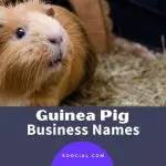 How to choose an original name for a guinea pig: useful tips and a piggy bank of names